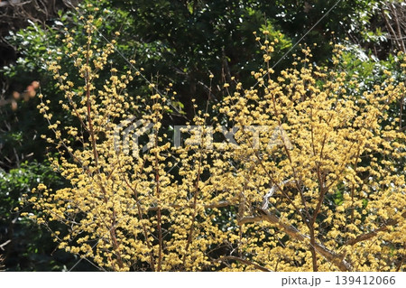 サンシュユの花 サンシュユの花 139412066