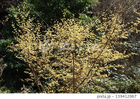 サンシュユの花 サンシュユの花 139412067