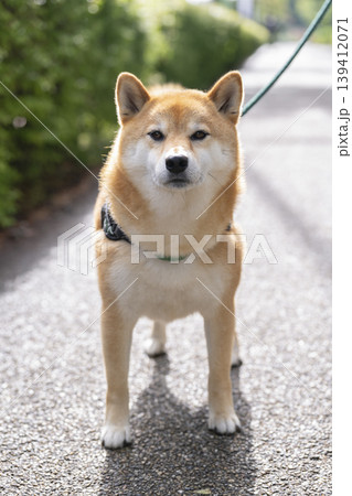 散歩中の柴犬(5歳の男の子) カメラ目線 散歩中の柴犬(5歳の男の子) カメラ目線 139412071