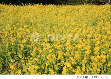 菜の花畑 139412098