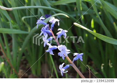 春の野原に咲く薄紫色のベル型の花びらに紫色の筋模様の入った原種のヒヤシンスの花 139412099