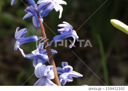 春の野原に咲く薄紫色のベル型の花びらに紫色の筋模様の入った原種のヒヤシンスの花 春の野原に咲く薄紫色のベル型の花びらに紫色の筋模様の入った原種のヒヤシンスの花 139412102