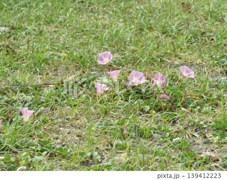 検見川浜で咲き始めた桃色の花は浜昼顔の花 139412223