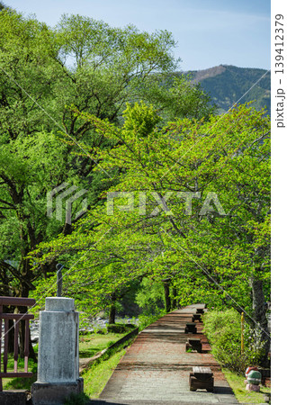 新緑の川沿いの桜並木 139412379
