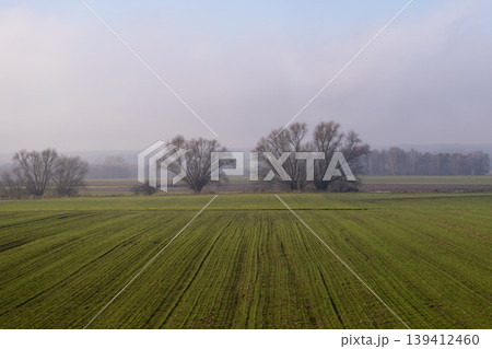 Expansive green field with young cultivated crops leading towards bare deciduous trees under a hazy atmospheric sky, capturing a serene rural agricultural landscape 139412460
