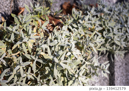 Silvery-green ground cover plant showcasing textured leaves, thriving vigorously alongside a stone path, symbolizing natural resilience and sustainable garden landscaping 139412579