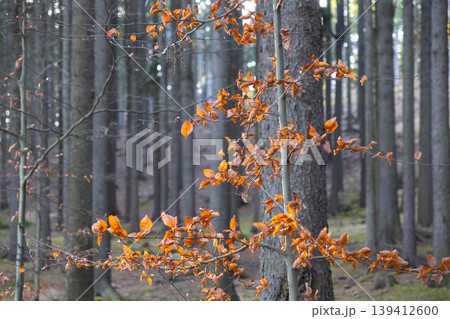 Vibrant orange autumn leaves on forest branches create sharp seasonal contrast against tall tree trunks, symbolizing nature's tranquil beauty Vibrant orange autumn leaves on forest branches create sharp seasonal contrast against tall tree trunks, symbolizing nature's tranquil beauty 139412600