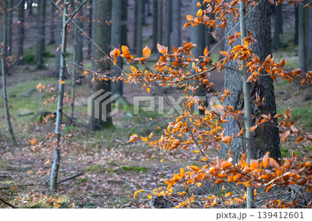 Autumn tree branches displaying vibrant orange and brown leaves bathed in sunlight, capturing the beauty of seasonal change in a tranquil forest Autumn tree branches displaying vibrant orange and brown leaves bathed in sunlight, capturing the beauty of seasonal change in a tranquil forest 139412601