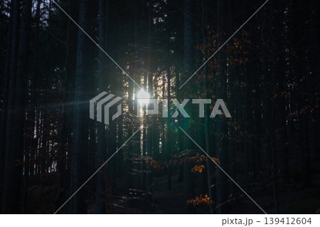Bright, golden sunlight streams through a dense, tall pine forest, creating a dramatic lens flare and a mysterious, tranquil natural wilderness scene 139412604
