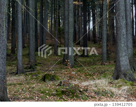 Tranquil dense forest with numerous tall dark tree trunks, lush green moss, and scattered brown fallen leaves covering the ground, depicting natural wilderness Tranquil dense forest with numerous tall dark tree trunks, lush green moss, and scattered brown fallen leaves covering the ground, depicting natural wilderness 139412705