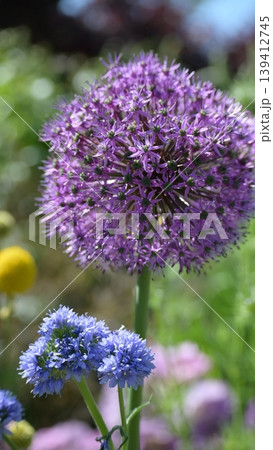 紫色の花 アリウム 紫色の花 アリウム 139412745