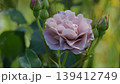 薄紫色のバラの花 139412749