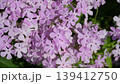 薄紫色の花 139412750