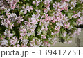 可愛い小さい花 139412751