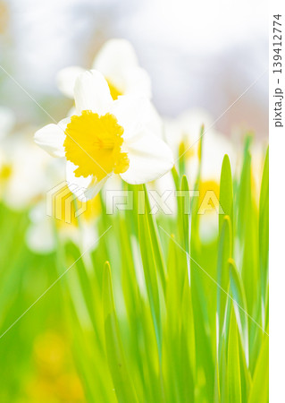 家の周りの草花　四季の色々　春の花壇に白い清楚で優美なラッパスイセンの花が咲きました　 139412774
