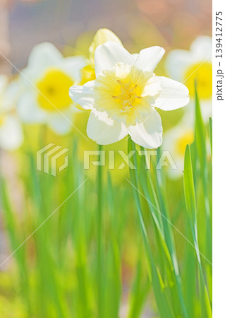 家の周りの草花 四季の色々 春の花壇に白い清楚で優美なラッパスイセンの花が咲きました 家の周りの草花 四季の色々 春の花壇に白い清楚で優美なラッパスイセンの花が咲きました 139412775