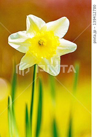家の周りの草花 四季の色々 春の花壇に白い清楚で優美なラッパスイセンの花が咲きました 家の周りの草花 四季の色々 春の花壇に白い清楚で優美なラッパスイセンの花が咲きました 139412780