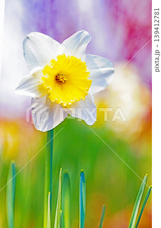 家の周りの草花 四季の色々 春の花壇に白い清楚で優美なラッパスイセンの花が咲きました 家の周りの草花 四季の色々 春の花壇に白い清楚で優美なラッパスイセンの花が咲きました 139412781