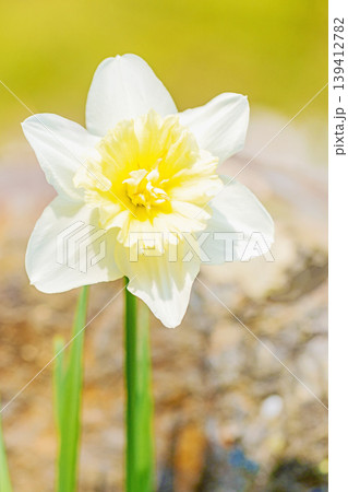 家の周りの草花 四季の色々 春の花壇に白い清楚で優美なラッパスイセンの花が咲きました 家の周りの草花 四季の色々 春の花壇に白い清楚で優美なラッパスイセンの花が咲きました 139412782