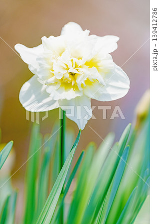 家の周りの草花　四季の色々　春の花壇に白い清楚で優美なラッパスイセンの花が咲きました　 139412786