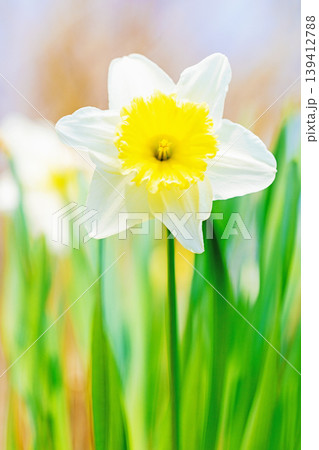 家の周りの草花　四季の色々　春の花壇に白い清楚で優美なラッパスイセンの花が咲きました　 139412788
