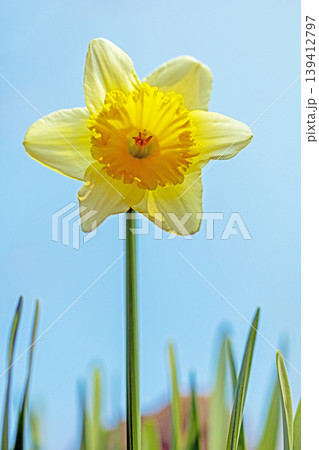 家の周りの草花　四季の色々　春の花壇に白い清楚で優美なラッパスイセンの花が咲きました　 139412797