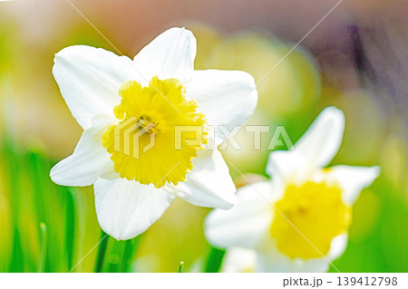 家の周りの草花　四季の色々　春の花壇に白い清楚で優美なラッパスイセンの花が咲きました　 139412798