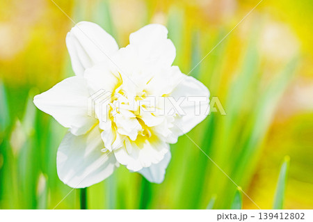 家の周りの草花　四季の色々　春の花壇に白い清楚で優美なラッパスイセンの花が咲きました　 139412802