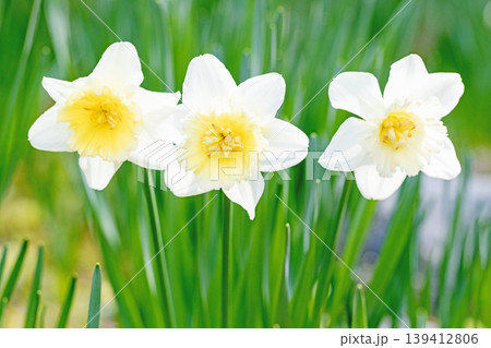家の周りの草花　四季の色々　春の花壇に白い清楚で優美なラッパスイセンの花が咲きました　 139412806