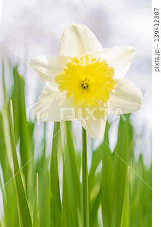 家の周りの草花 四季の色々 春の花壇に白い清楚で優美なラッパスイセンの花が咲きました 家の周りの草花 四季の色々 春の花壇に白い清楚で優美なラッパスイセンの花が咲きました 139412807