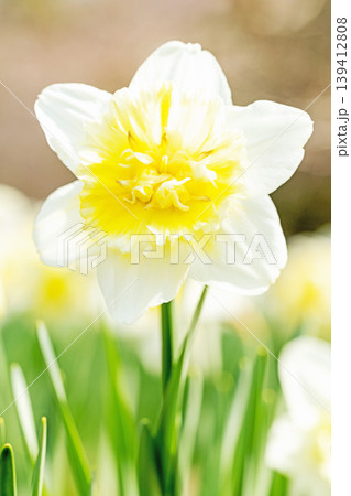 家の周りの草花　四季の色々　春の花壇に白い清楚で優美なラッパスイセンの花が咲きました　 139412808