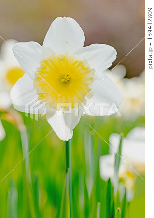 家の周りの草花　四季の色々　春の花壇に白い清楚で優美なラッパスイセンの花が咲きました　 139412809