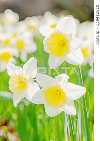 家の周りの草花 四季の色々 春の花壇に白い清楚で優美なラッパスイセンの花が咲きました 家の周りの草花 四季の色々 春の花壇に白い清楚で優美なラッパスイセンの花が咲きました 139412810