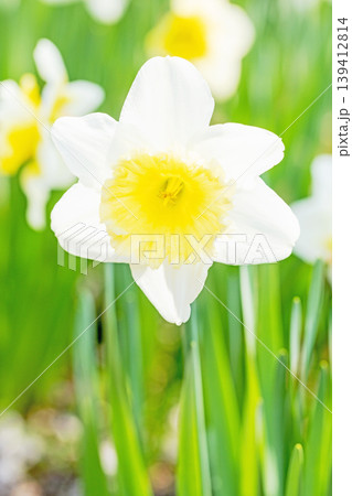 家の周りの草花 四季の色々 春の花壇に白い清楚で優美なラッパスイセンの花が咲きました 家の周りの草花 四季の色々 春の花壇に白い清楚で優美なラッパスイセンの花が咲きました 139412814