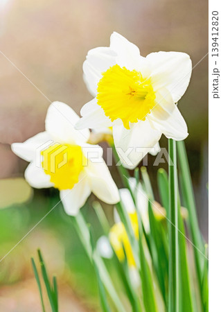 家の周りの草花 四季の色々 春の花壇に白い清楚で優美なラッパスイセンの花が咲きました 家の周りの草花 四季の色々 春の花壇に白い清楚で優美なラッパスイセンの花が咲きました 139412820