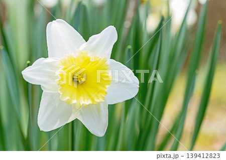 家の周りの草花 四季の色々 春の花壇に白い清楚で優美なラッパスイセンの花が咲きました 家の周りの草花 四季の色々 春の花壇に白い清楚で優美なラッパスイセンの花が咲きました 139412823