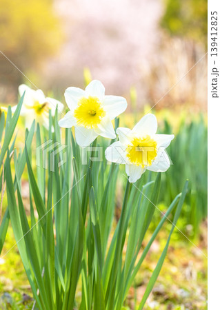 家の周りの草花 四季の色々 春の花壇に白い清楚で優美なラッパスイセンの花が咲きました 家の周りの草花 四季の色々 春の花壇に白い清楚で優美なラッパスイセンの花が咲きました 139412825