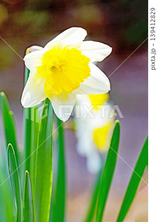 家の周りの草花 四季の色々 春の花壇に白い清楚で優美なラッパスイセンの花が咲きました 家の周りの草花 四季の色々 春の花壇に白い清楚で優美なラッパスイセンの花が咲きました 139412829