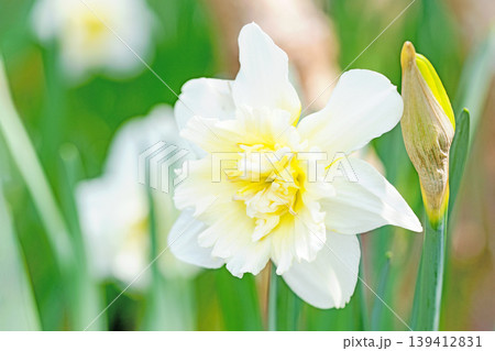 家の周りの草花　四季の色々　春の花壇に白い清楚で優美なラッパスイセンの花が咲きました　 139412831