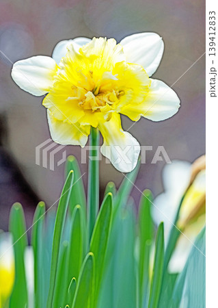 家の周りの草花 四季の色々 春の花壇に白い清楚で優美なラッパスイセンの花が咲きました 家の周りの草花 四季の色々 春の花壇に白い清楚で優美なラッパスイセンの花が咲きました 139412833
