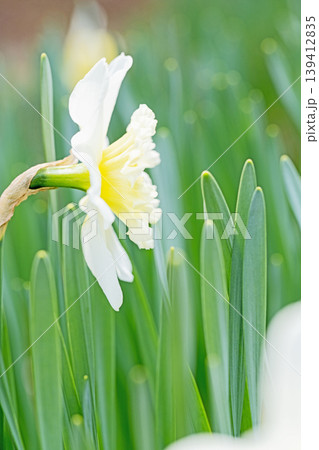 家の周りの草花　四季の色々　春の花壇に白い清楚で優美なラッパスイセンの花が咲きました　 139412835