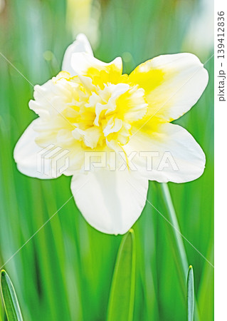 家の周りの草花 四季の色々 春の花壇に白い清楚で優美なラッパスイセンの花が咲きました 家の周りの草花 四季の色々 春の花壇に白い清楚で優美なラッパスイセンの花が咲きました 139412836