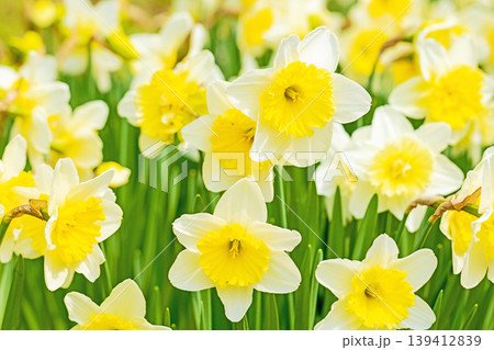 家の周りの草花 四季の色々 春の花壇に白い清楚で優美なラッパスイセンの花が咲きました 家の周りの草花 四季の色々 春の花壇に白い清楚で優美なラッパスイセンの花が咲きました 139412839