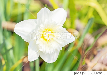 家の周りの草花 四季の色々 春の花壇に白い清楚で優美なラッパスイセンの花が咲きました 家の周りの草花 四季の色々 春の花壇に白い清楚で優美なラッパスイセンの花が咲きました 139412840