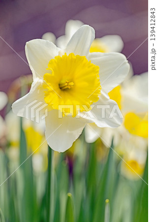 家の周りの草花 四季の色々 春の花壇に白い清楚で優美なラッパスイセンの花が咲きました 家の周りの草花 四季の色々 春の花壇に白い清楚で優美なラッパスイセンの花が咲きました 139412843