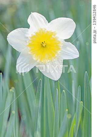 家の周りの草花 四季の色々 春の花壇に白い清楚で優美なラッパスイセンの花が咲きました 家の周りの草花 四季の色々 春の花壇に白い清楚で優美なラッパスイセンの花が咲きました 139412846