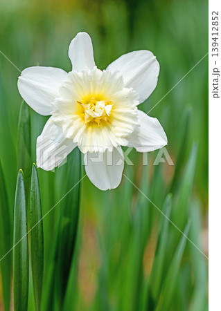 家の周りの草花　四季の色々　春の花壇に白い清楚で優美なラッパスイセンの花が咲きました　 139412852