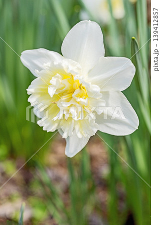家の周りの草花 四季の色々 春の花壇に白い清楚で優美なラッパスイセンの花が咲きました 家の周りの草花 四季の色々 春の花壇に白い清楚で優美なラッパスイセンの花が咲きました 139412857