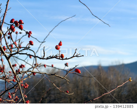Vibrant red rose hips on thorny bare branches glow against a clear blue winter sky, symbolizing natural beauty and seasonal resilience Vibrant red rose hips on thorny bare branches glow against a clear blue winter sky, symbolizing natural beauty and seasonal resilience 139412885