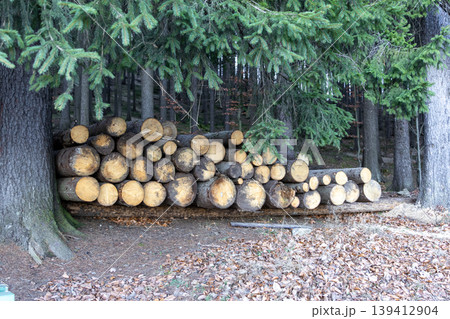 A large stack of freshly cut wooden logs neatly piled in a verdant evergreen forest, symbolizing sustainable forestry practices and renewable energy resources 139412904